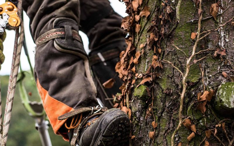 A midsection of legs of arborist man with harness cutting a tree, climbing.