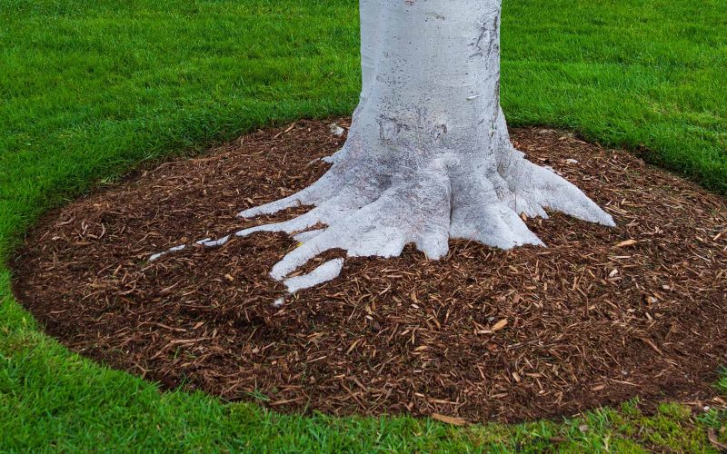 Tree trunk base with mulch and green grass