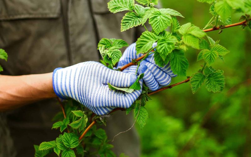 Gardening.