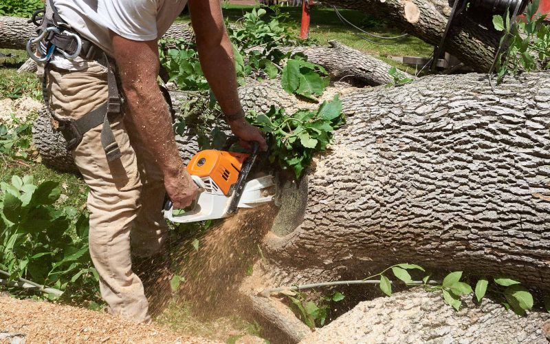 Tree removal specialist cutting up a diseased tree. While crane